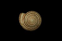 藏品(黑線車輪螺)的圖片